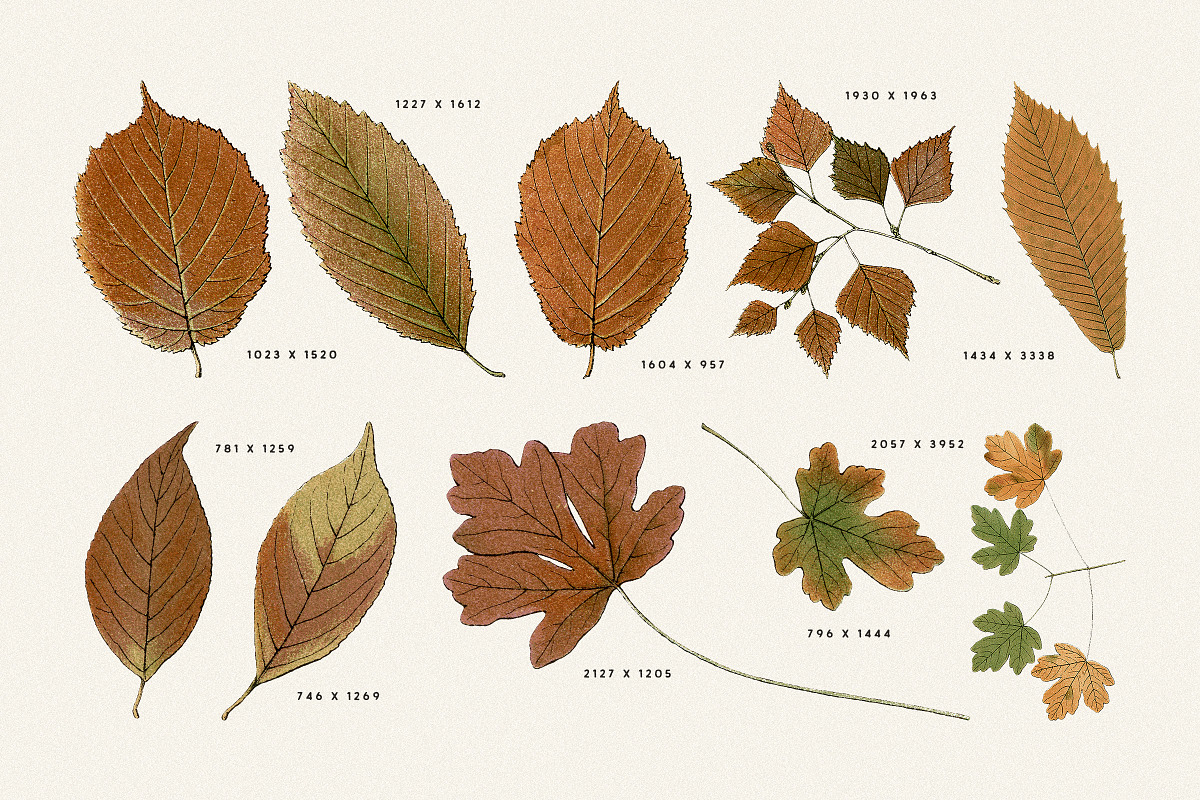 Autumn Leaves Clipart - 59 Images, an Object Illustration by Century Library (Photo 9 of 10)