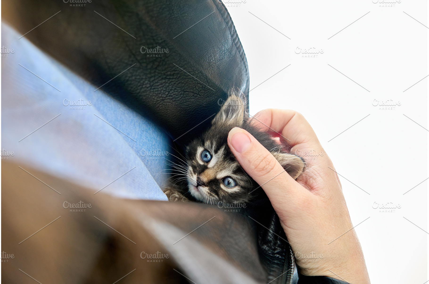 Little cute kitten hidden in jacket, an Animal Photo by Gladkov photography