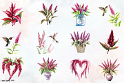 Amaranth Flower Watercolor Clipart's, an Illustration by RobertsArt (Thumbnail 2 of 7)
