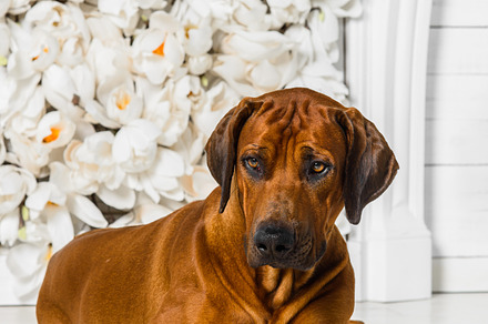 Elegant rhodesian ridgeback dog in front of stylized flower fire containing