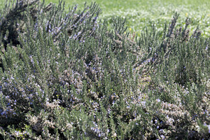 Blooming rosemary in the fields, a Nature Photo by Imaginarium