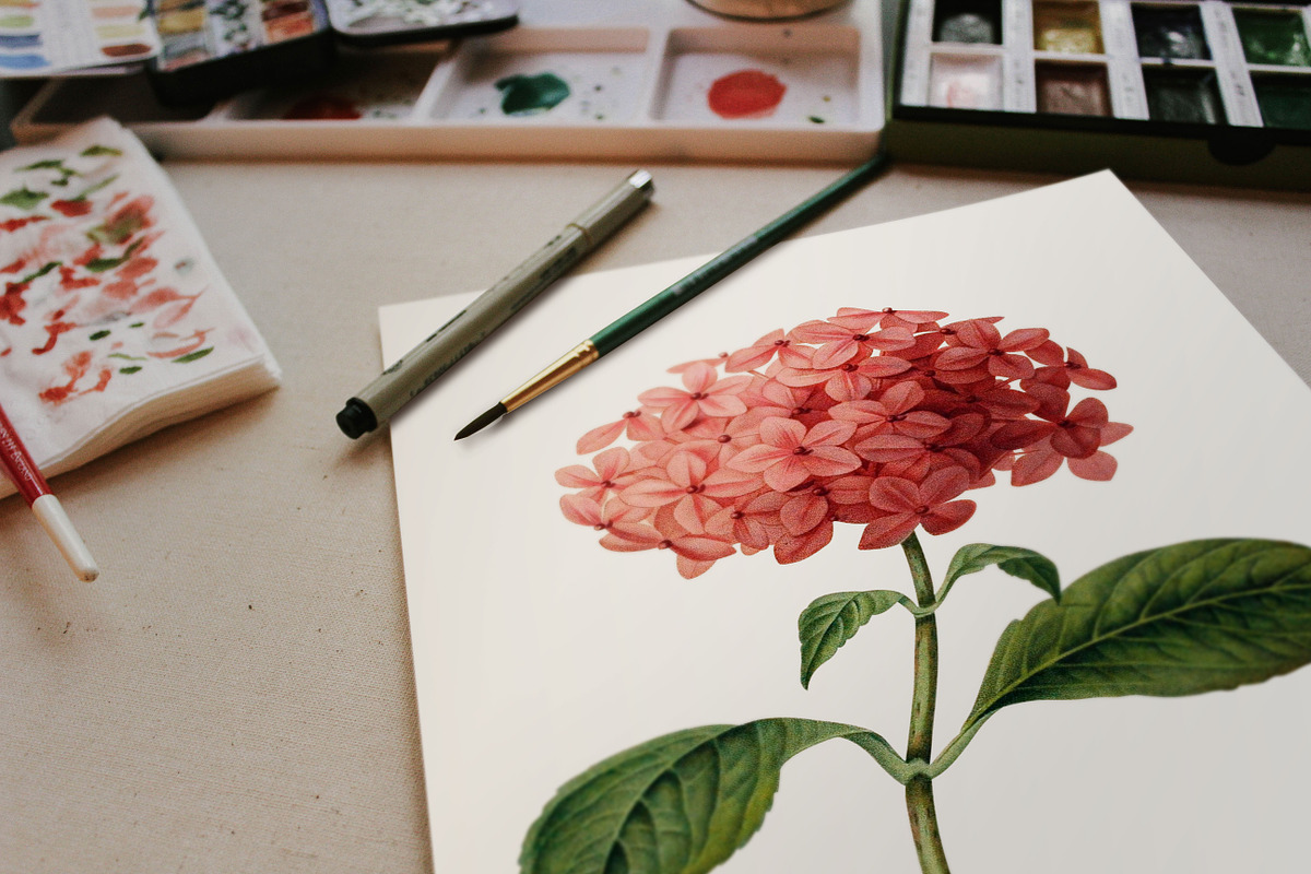 5x Isolated Flower Illustration (02), an Object Graphic by Europe.graphics (Photo 3 of 7)
