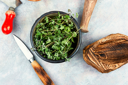 Fresh marjoram and herb knife, a Health & Medical Photo by MLunov MLunov
