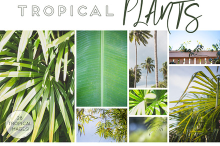 GREEN TROPICAL PLANTS