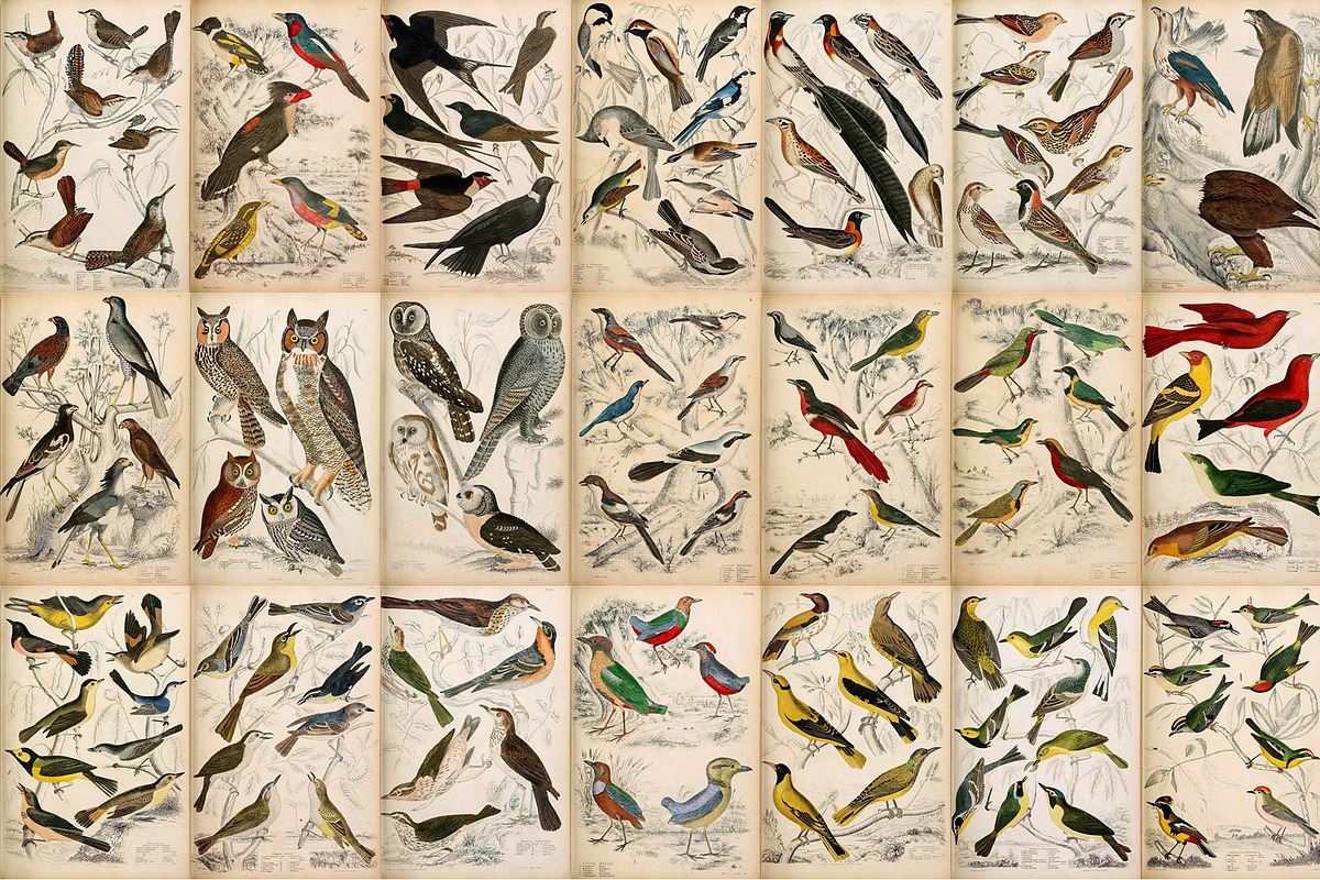 A Journal of Natural History, an Animal Illustration by Dene Studios (Photo 10 of 10)