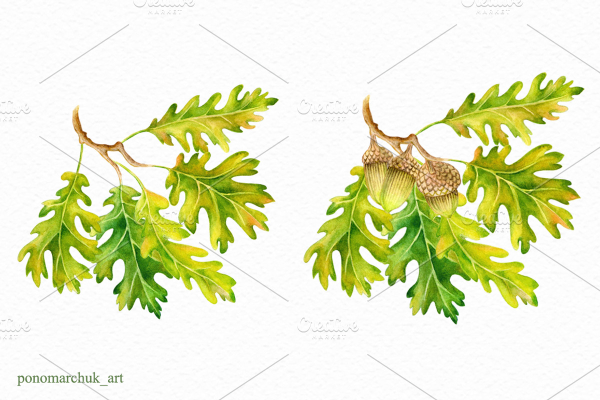 Watercolor Fall acorns collection, a Texture Illustration by Colibri Watercolor (Photo 4 of 5)