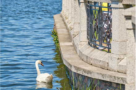 White Swan in the pond of, an Animal Photo by PhotoXab