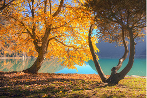 Autumn landscape with tree covered, a Nature Photo by den-belitsky