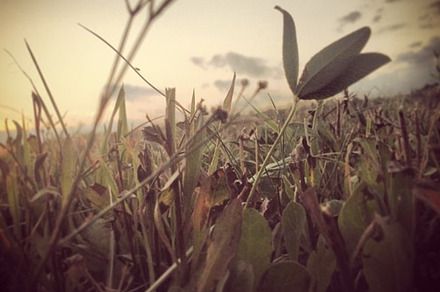 Vintage grass photo