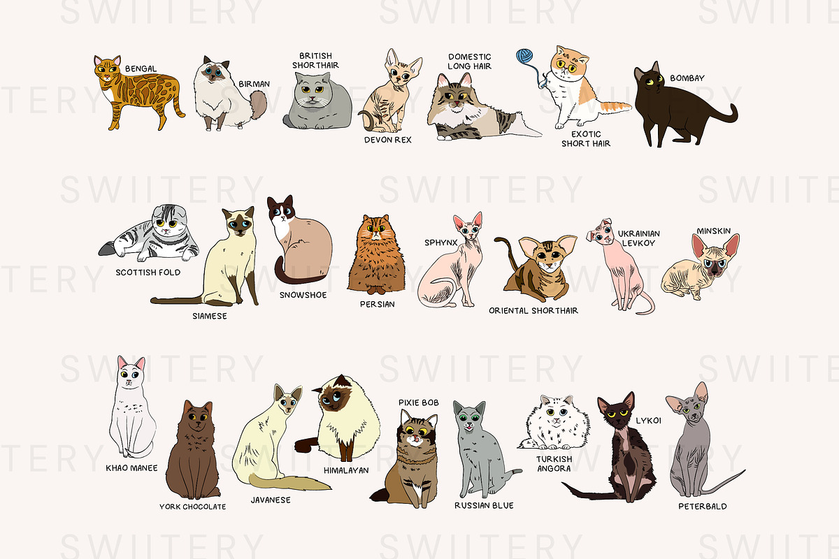 Breed Of Cat Clipart - Swiitery, an Animal Illustration by Iconixar & Friends (Photo 2 of 2)