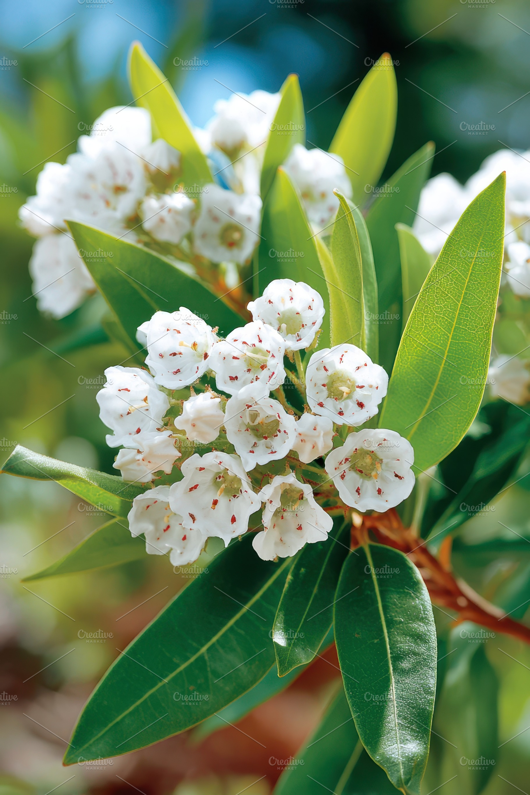 Close-up of white flowering plant, a Nature Photo by AlyaAnd