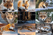 90 Cinematic Fox Stock Photos, an Animal Photo by Incomelion (Thumbnail 14 of 15)
