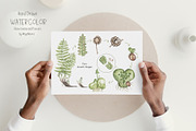 Watercolor Life Cycle Collection, an Education Illustration by MayaNavits (Thumbnail 7 of 15)