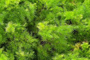 Asparagus fern in the garden, a Nature Photo by ArtBackground