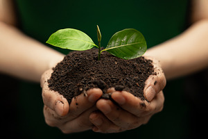 Hands holding soil with young green plant ,environmental protect, a Photo by salmon.black
