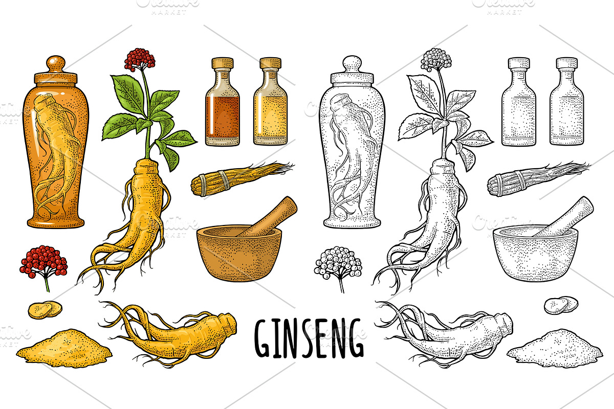 Root and leaves panax ginseng, an Object Illustration by MoreVector