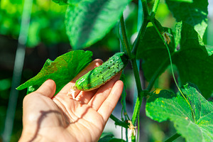 Hand Holding Fresh Cucumber, a Food & Drink Photo by Ales Munt