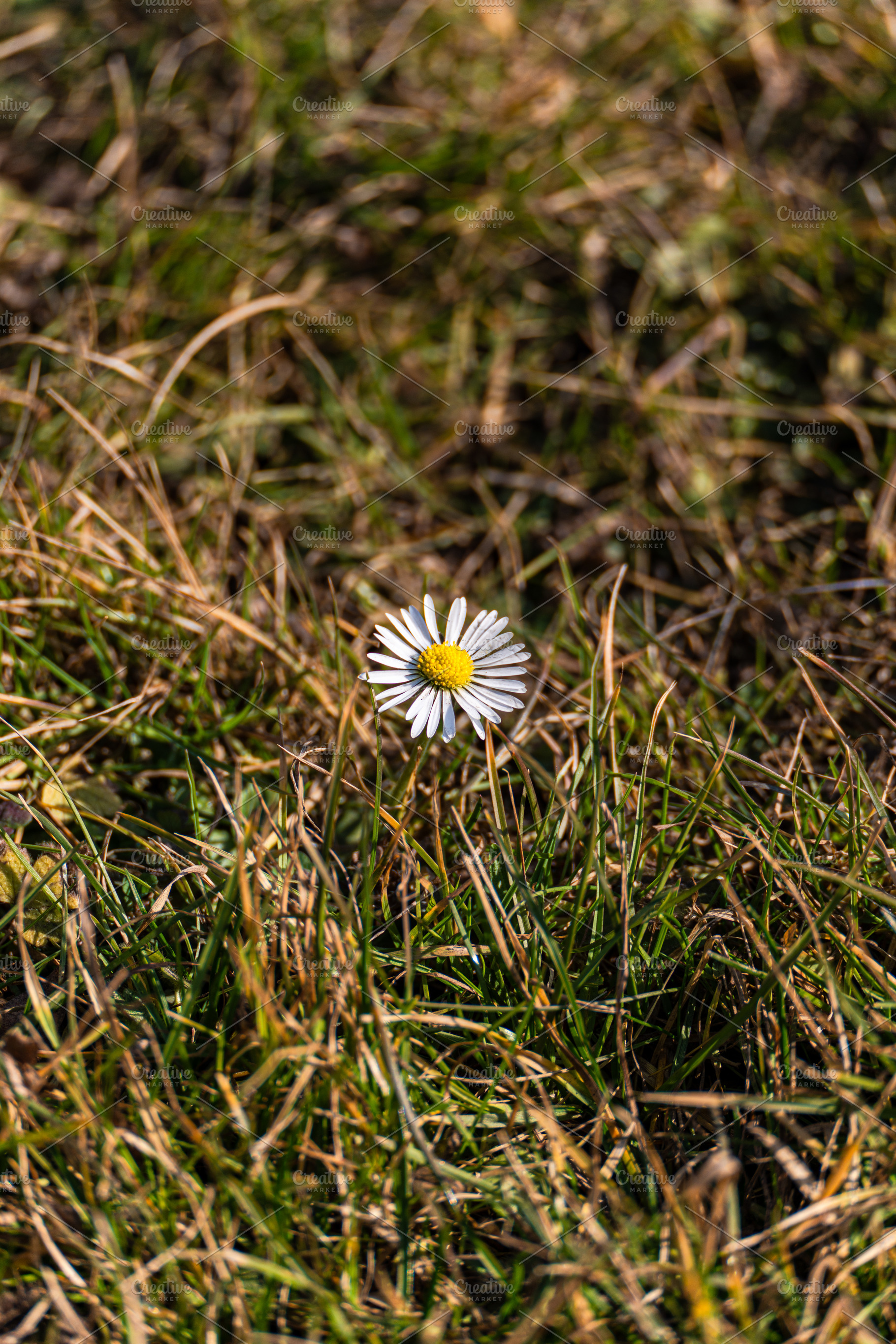 Wild daisy flower in the meadow, a Nature Photo by Anna Bogush