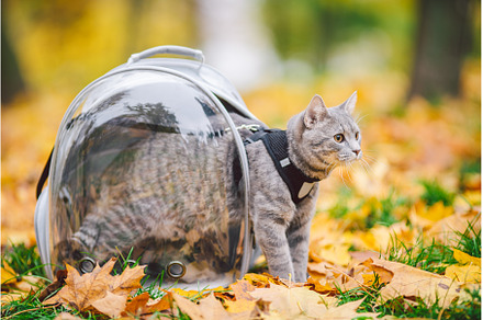 Gray cat in a transparent backpack