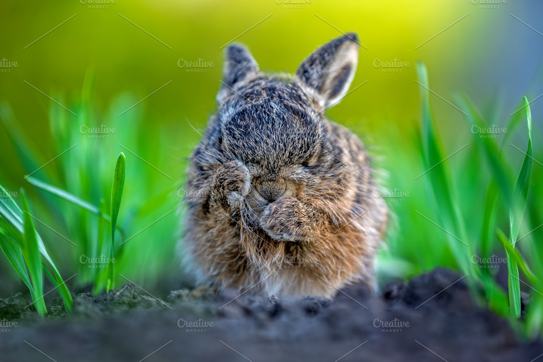 Wild leveret cleaning face in green spring grass, an Animal Photo by Byrdyak