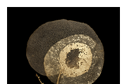 Hobo Co. Bio Textured Illustrations, a Texture Illustration by milatovar (Thumbnail 14 of 15)