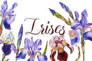 Irises set, a Decorative Illustration by Watercolor life (Thumbnail 1 of 6)