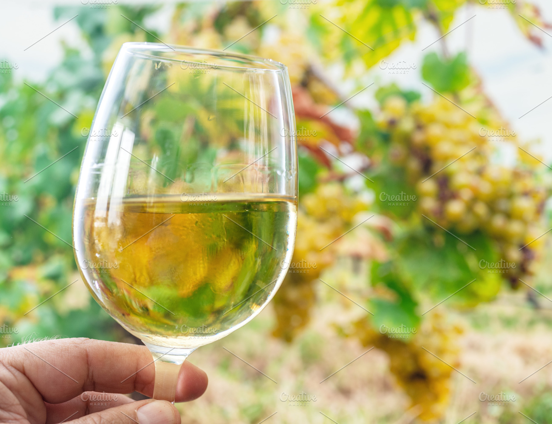 Glass of white wine in man hand and cluster of grapes on vine at, a Food & Drink Photo by Volff