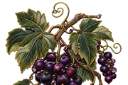 Beaded Grape Cluster PNG, an Object Graphic by The Edit (Thumbnail 1 of 3)
