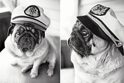Creative Pug, an Animal Photo by WildStrawberry Magic (Thumbnail 5 of 6)
