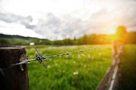 Barbed wire on sunny background, a Nature Photo by AS photostudio