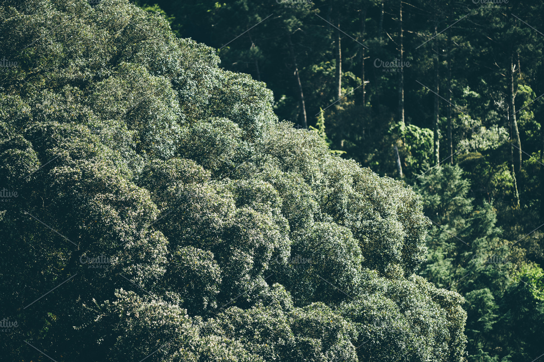 Dense treetop texture forest view, a Nature Photo by SkyNext