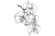 Pencil drawing Orchid flowers, an Object Graphic by VictoriaKStudio (Thumbnail 4 of 4)