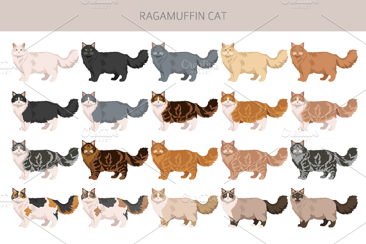 Ragamuffin cat clip art, an Animal Illustration by pet design shop (Photo 2 of 5)