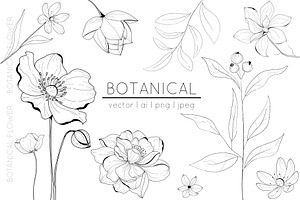 Botanical Hand Drawn Collection