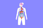 Female body anatomy, internal organs, a Healthcare Illustration by PaperTrident (Thumbnail 4 of 4)