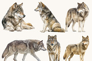 Watercolor Wolf Clipart Set, an Animal Illustration by Design Scotch (Thumbnail 8 of 8)