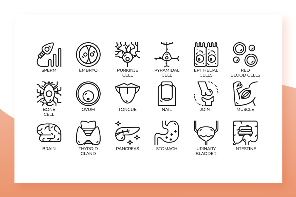 Cells & Organs icons, an Outline Icon by Becris (Photo 2 of 3)
