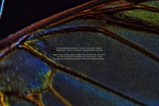 PAPILLON | Abstract Textures, a Texture Graphic by Ann Creative (Thumbnail 4 of 10)