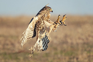 Northern hawk in flight stock photo containing goshawk and northern