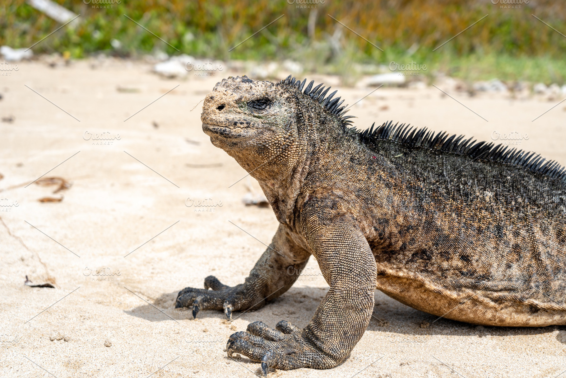Marine iguana on the sandy shores of Isabela Island, Galapagos A, an Animal Photo by GoodGoods