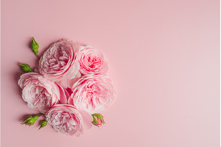 David Austin roses on the pink, a Nature Photo by oksix