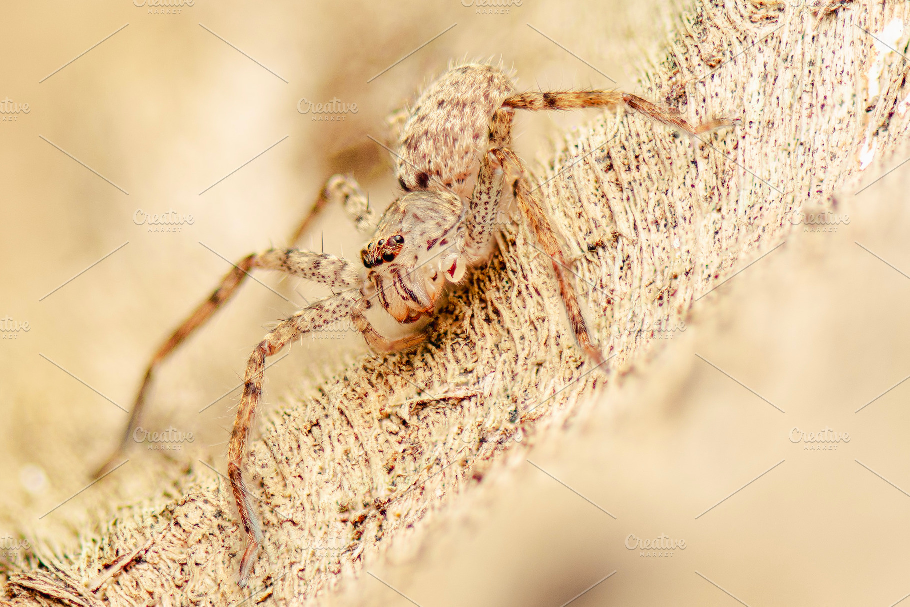 Running Crab Jumping Spider, an Animal Photo by Rob D Animal Photography