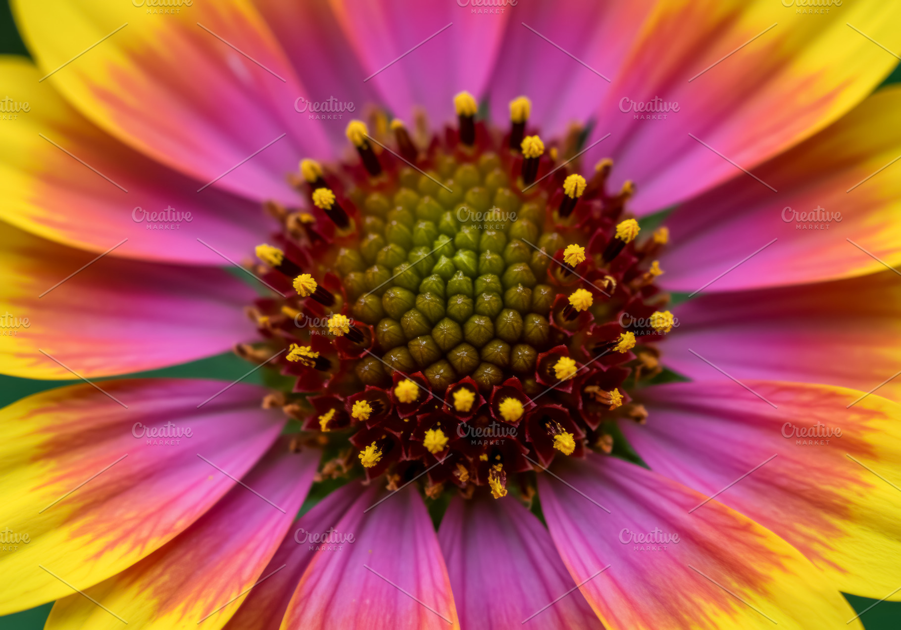 Macro close-up of a vibrant pink and, a Nature Photo by professorinc