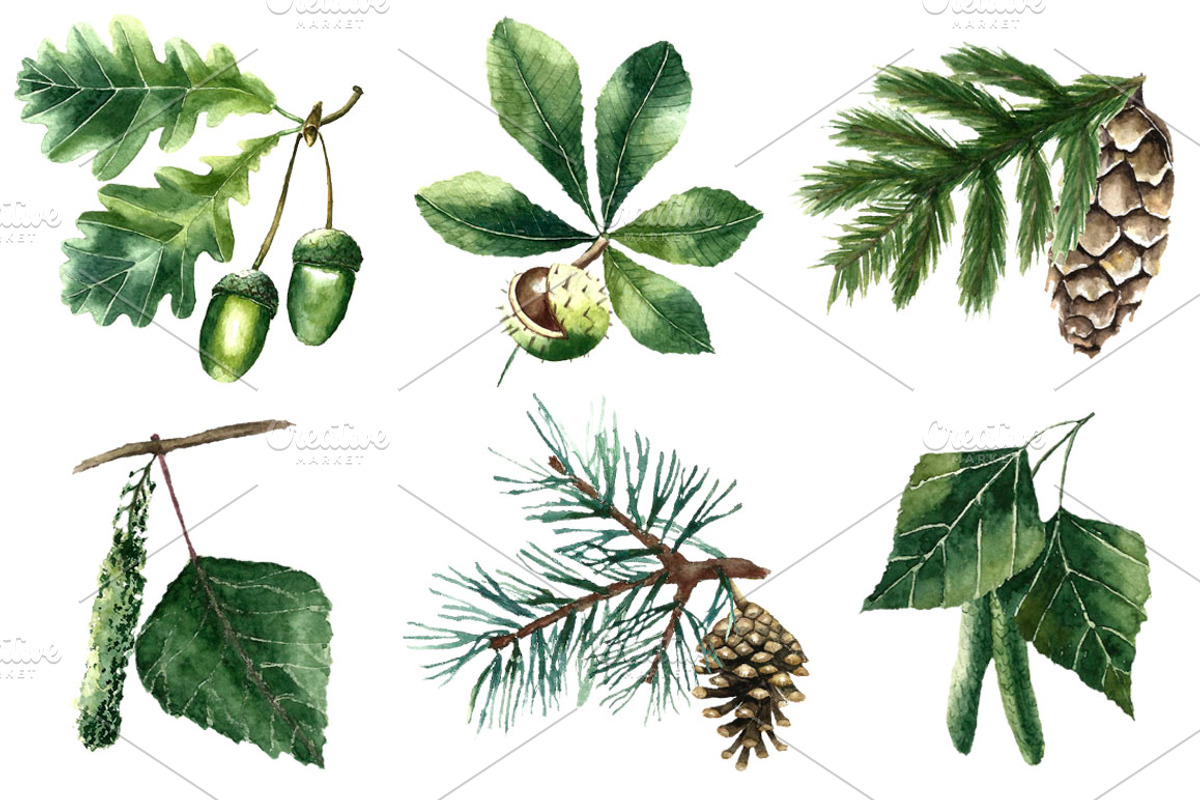 Watercolor trees., an Illustration by Vikeriya (Photo 2 of 3)
