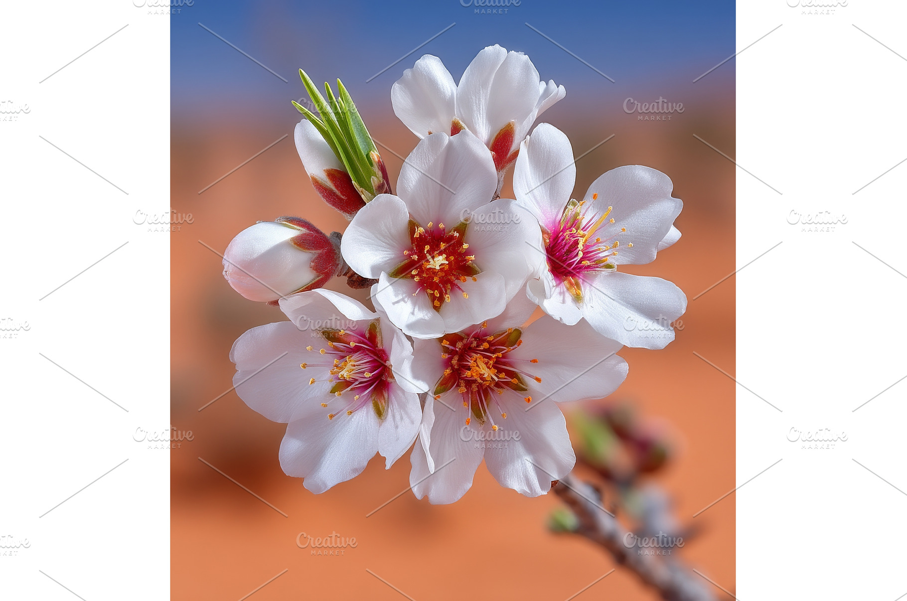 A blossoming flower on an almond, a Nature Photo by ZinetroN