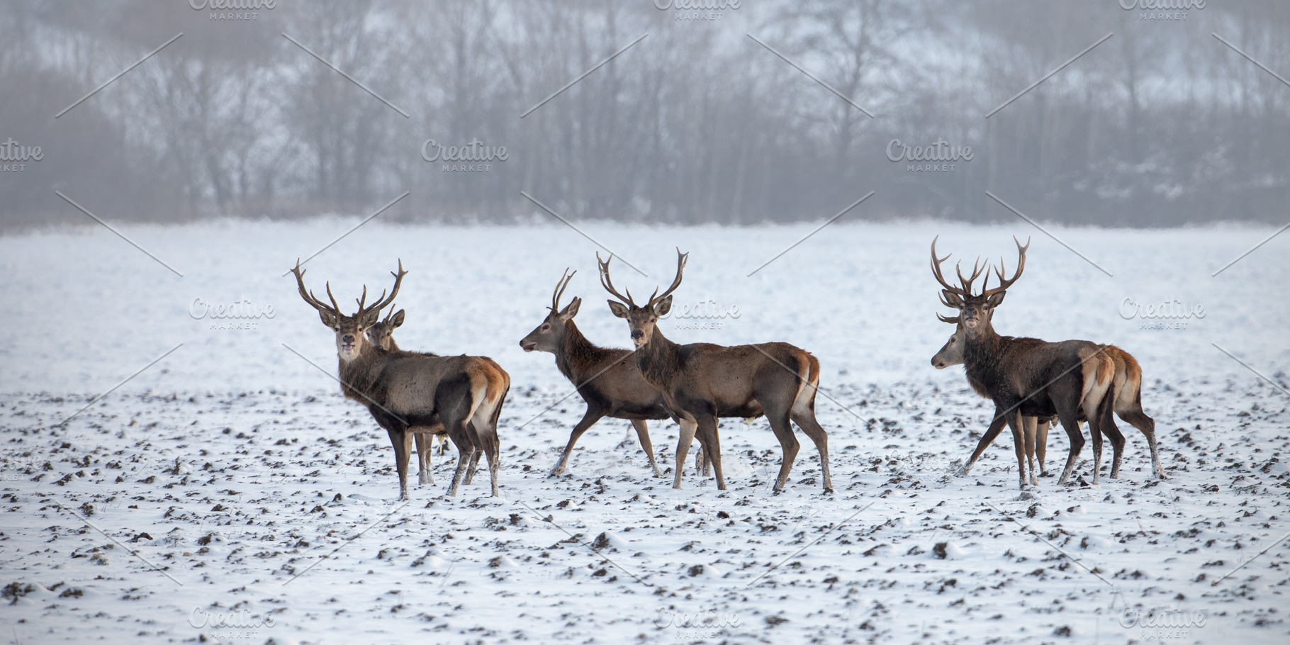 Herd of red deer cervus elaphus stock photo containing red deer and winter, an Animal Photo by WildMedia