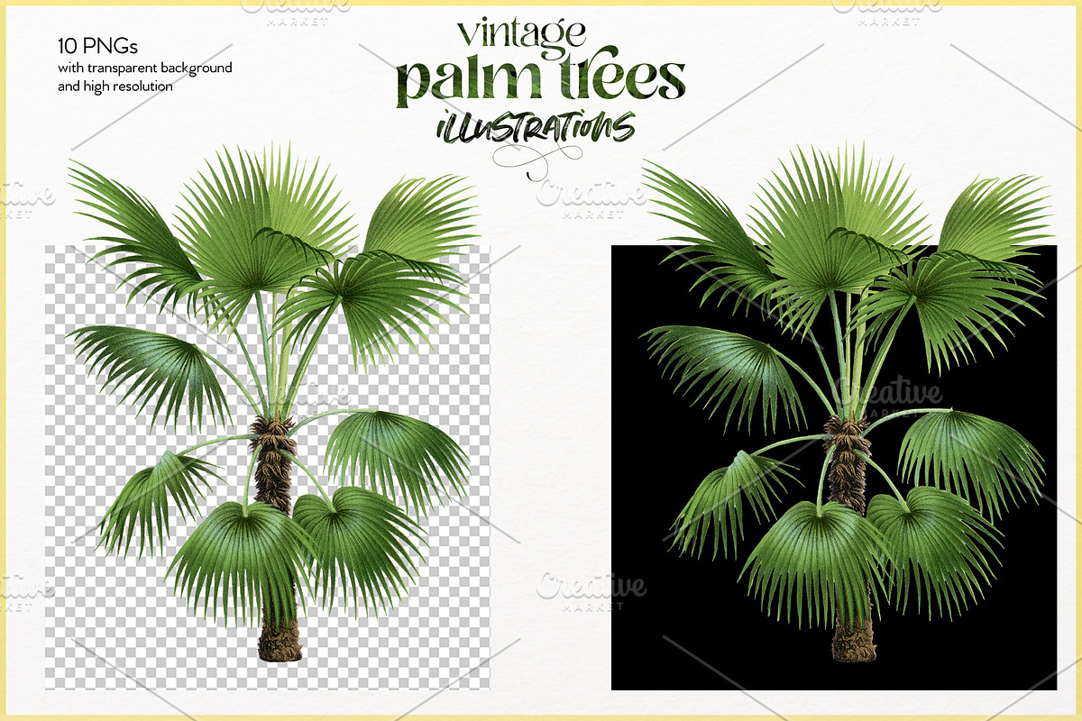 Vintage palm tree illustrations, a Decorative Illustration by Natalka Dmitrova art (Photo 8 of 8)