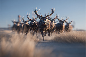 A Red Deer Stag accompanied by a, an Animal Photo by ZinetroN