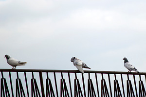 Common pigeon on a ledge