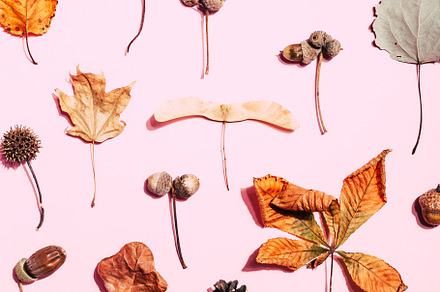 Dry leaves on pink background., an Abstract Photo by Olga_Z